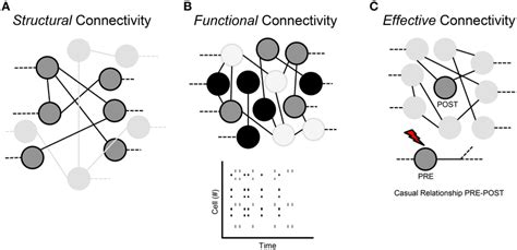 Classification Of The Neural Network Connections A Structural