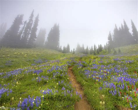 🔥 40 Mount Rainier Meadow Flowers Wallpapers Wallpapersafari