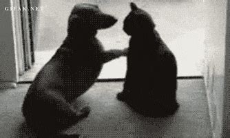 Cat Dog GIFs - Find & Share on GIPHY