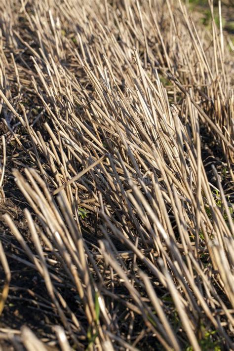 Straw And Stubble Remaining After The Harvest Of Cereals Stock Photo