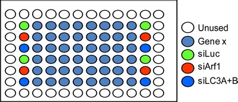 Overview of the plate layout and distribution of siRNA controls and ... 