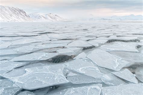 Wild Nature Photo Travel | SVALBARD WINTER - Wild Nature Photo Travel