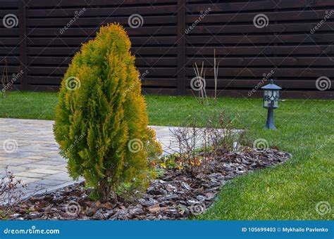 Thuja Brabant Thuja Occidentalis Thuja Plicata Arborvitae Ball Close Up