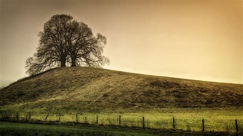 Silhouette of Tree on Top of the Hill · Free Stock Photo