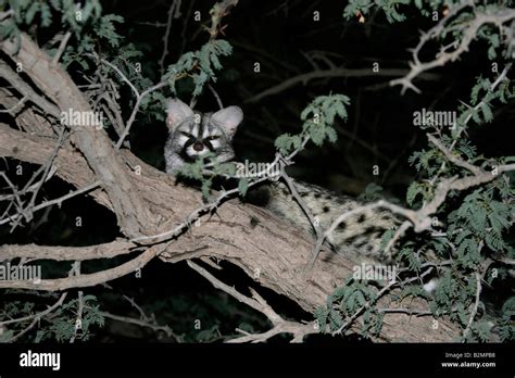 Common Genet Genetta Genetta Small Spotted Genet European Genet