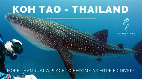 Exploring Koh Tao In Thailand Deeperblue Forums