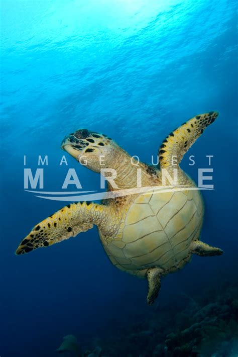 Hawksbill Turtle Image Quest Marine