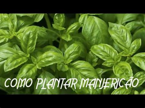 COMO PLANTAR SEMENTE DE MANJERICÃO YouTube