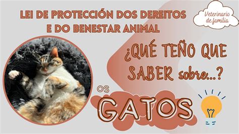 GATOS e a NOVA LEI de protección dos dereitos e do benestar animal