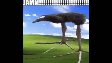 DAMN!!!!!!!!!!!!!!!!!!!!!!!!!!!! bird - YouTube