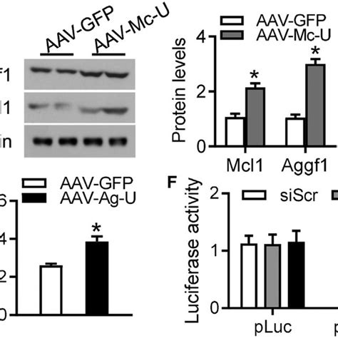 Regulation of Gene Expression via Trans-Elemental 3 0 UTRs (A-C) The ... 