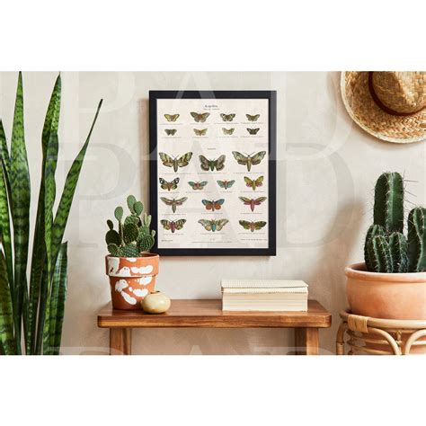 No 125 Moth Chart Print Art Designs