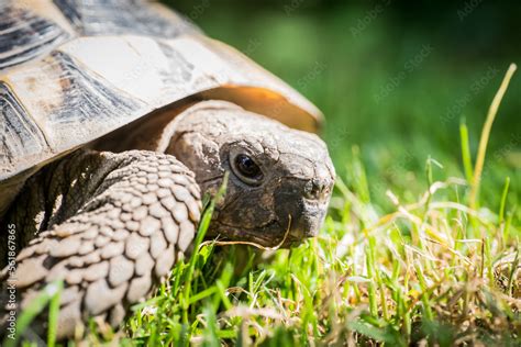 Eastern Hermann S Tortoise European Terrestrial Turtle Testudo