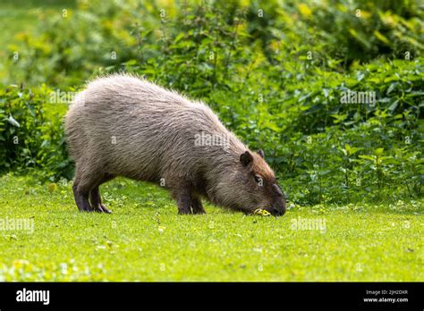 El Capibara Hydrochoerus Hydrochaeris Es Un Mam Fero Nativo De