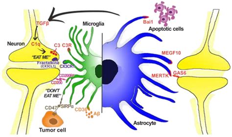 Microglia And Astrocytes