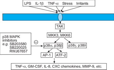 Inhibition Of P38 Mitogen Activated Protein Kinase Mapk By Selective