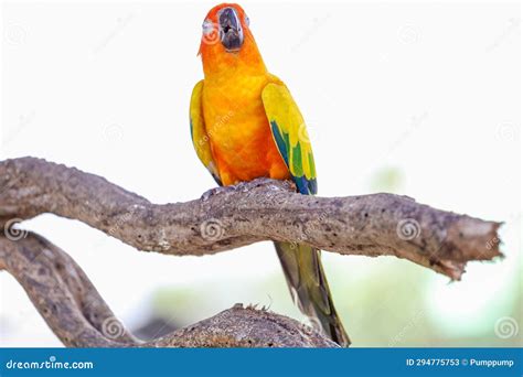 Parrot On A Stick With Its Beak Wide Open Stock Image Cartoondealer