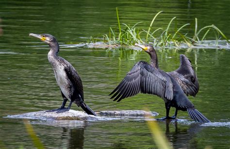 Phalacrocorax carbo
