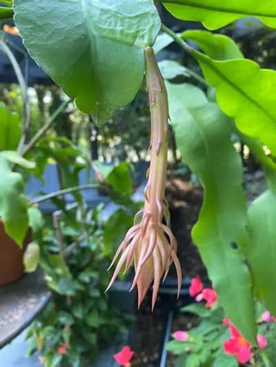 Epiphyllum Oxypetalum Care Instructions