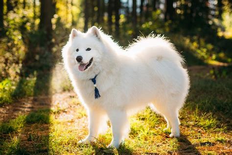 10 Fluffy Dog Breeds: Fuzzy, Long-Coated Canines Worth Cuddling