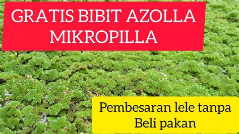 Cara Budidaya Pembesaran Lele Tanpa Beli Pakan Dan Bibit Azolla