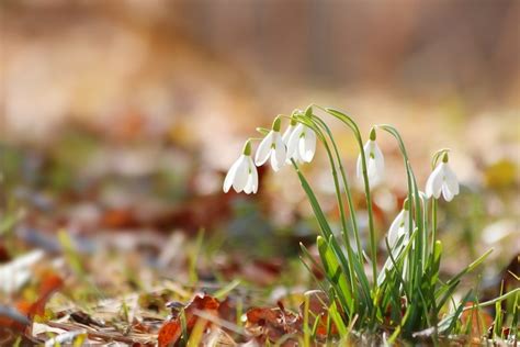 Campanillas Bulbos De Flor Flores Foto Gratis En Pixabay