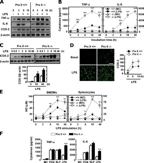 Figure 2 From Roles Of Peroxiredoxin II In The Regulation Of