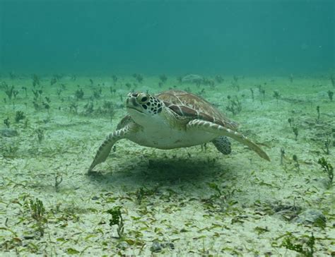 Sea Turtle Migration: Moms on the Move! | obxforever.org