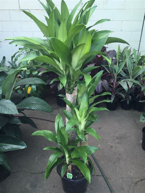 Dracaena Fragrans Massangeana Happy Plant Green Westlake Nursery