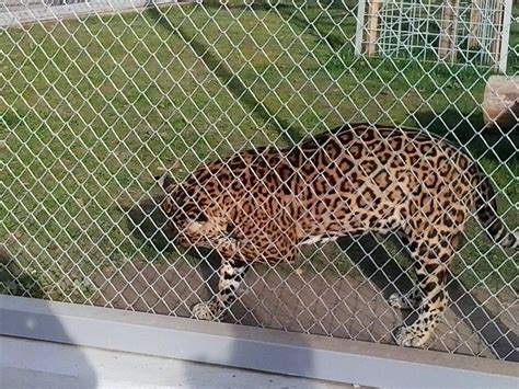 ZOO BRASOV (2025) - All You MUST Know Before You Go