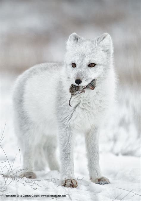 6 Facts About The Arctic Fox | KickassFacts