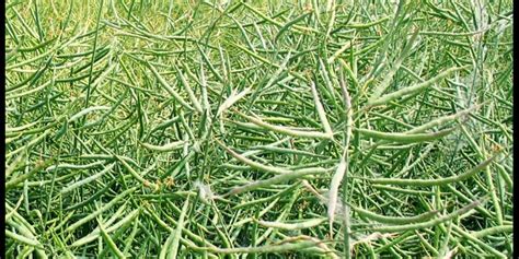 Brassica napus - description and flowering period in Newfoundland & Labrador