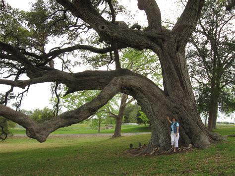 Types Of Oaks In Texas Pelajaran