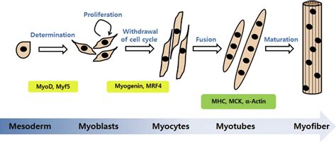 Skeletal Myogenesis Pathway Semantic Scholar