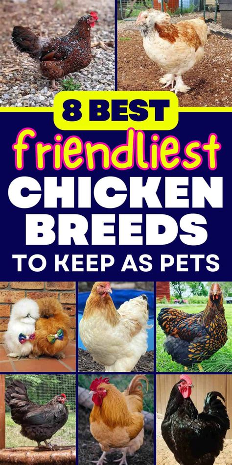 Top Friendliest Chicken Breeds Best Pet Chickens With Pictures