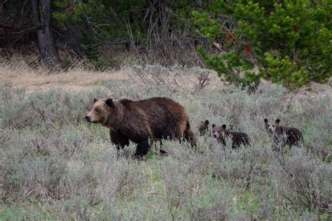 Jorn Vangoidtsenhoven Wildlife and Nature Photography | Grizzly Bear ...