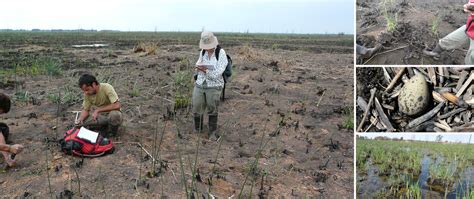 El Delta En Llamas Incendios En Las Islas Del Bajo Paraná Noticias Unsam