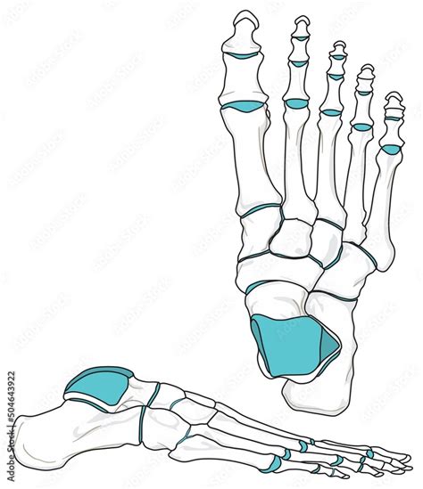 Human Foot Anatomy Infographic Diagram Bones Phalanges Metatarsals