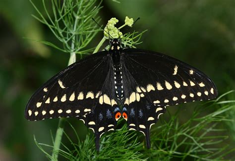 Black Swallowtail Papilio Polyxenes Butterfly Reared At Flickr