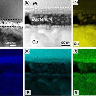 Stem Bright Field A And Enlarged Haadf B Images Of Interface