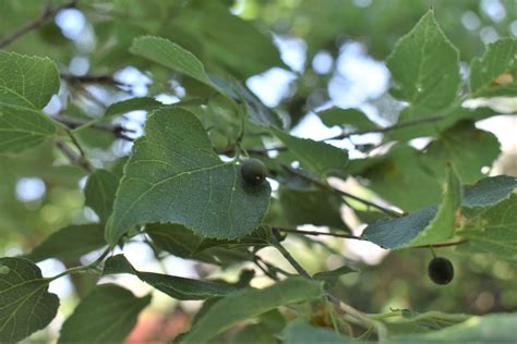 Common Hackberry Tree