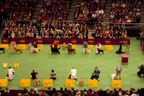 The Westminster Dog Show - A Tail Above