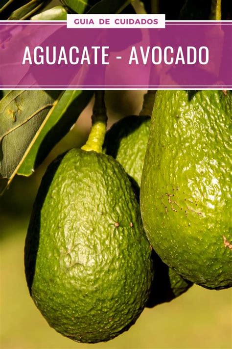 Aguacate CUIDADOS Y Multiplicación Del Persea Americana