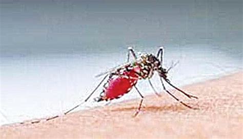 IIT Mandi DBT InStem Unveil Biochemistry Behind Resilience Of Dengue