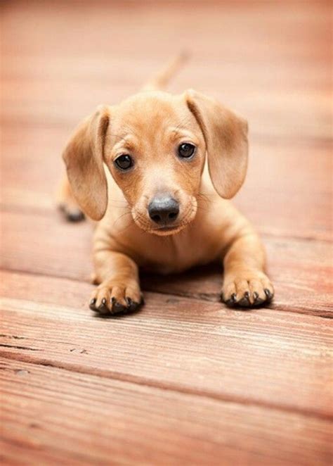 Baby Doxie Dachshund Sausage Dog Pets Pinterest Sausage Dogs