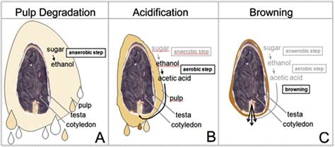 cpb_CocoaPinasBlogs: Cacao Beans Fermentation process