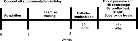 Coconut Oil Supplementation And Physical Exercise Improves Baroreflex