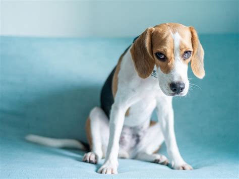 Stress Bij Honden Herken Je Hond Zijn Stresssignalen Vetalys