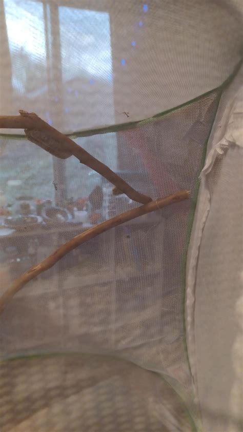 My ootheca is hatching already.! : r/praying_mantis