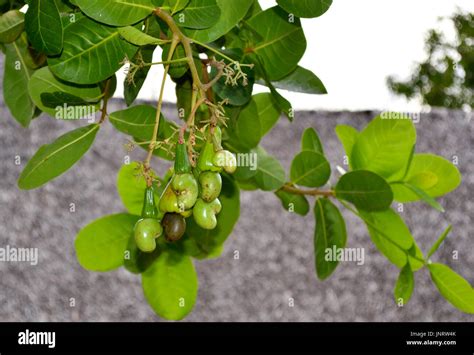 Cashew tree Stock Photo: 151115347 - Alamy